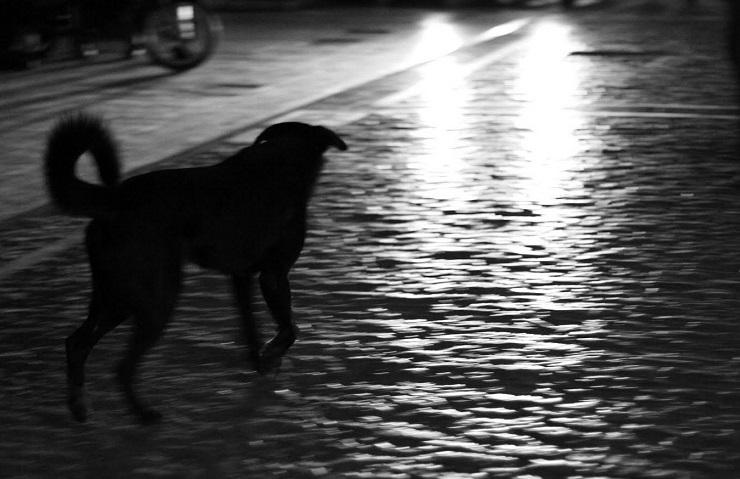 Otro ataque de perros callejeros: Ahora a la noche Otro ataque de perros callejeros: Ahora a la noche