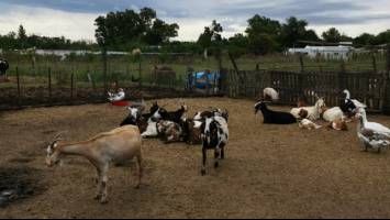 Construían el primer santuario de animales rescatados en La Plata y les robaron todo Construían el primer santuario de animales rescatados en La Plata y les robaron todo