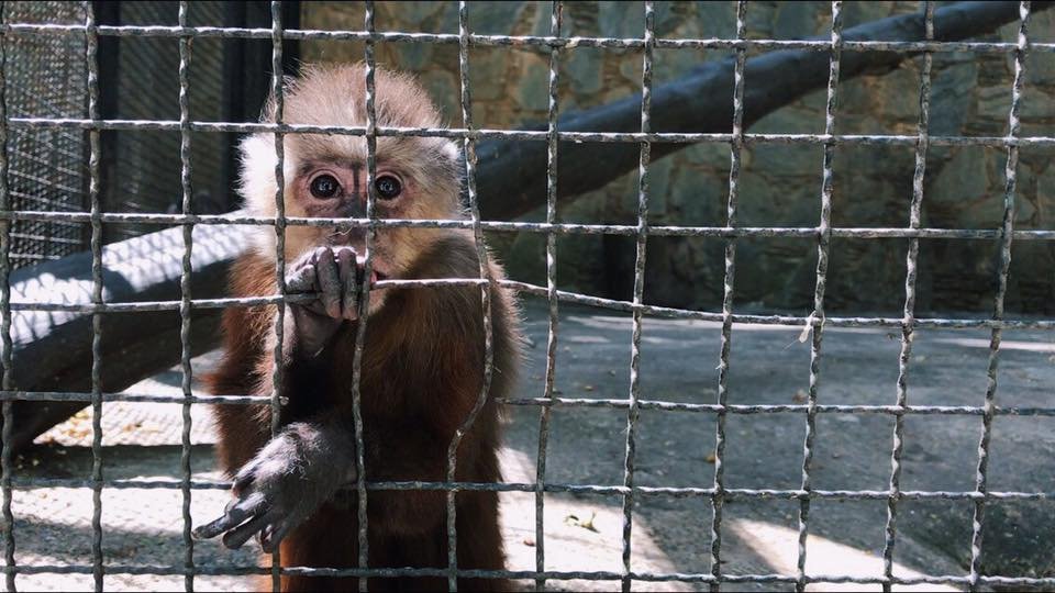 Venta De Monos En España Encontraron un mono enjaulado en un domicilio - Diario Junin - Digital