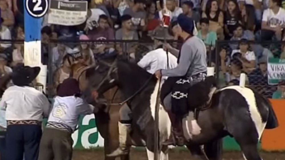 Un caballo murió durante la doma en el Festival de Jesús María