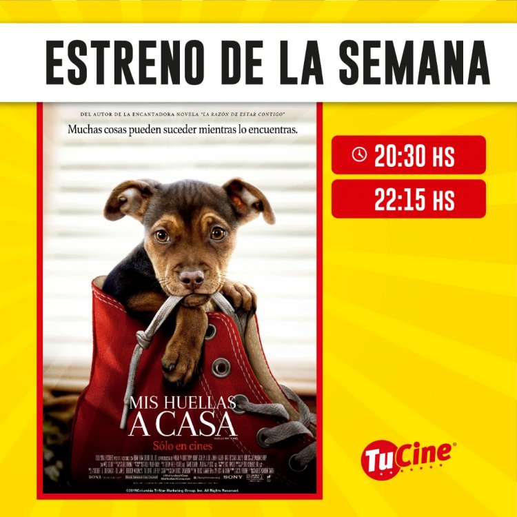 MIS HUELLAS A CASA: La película que todo amante de los animales tiene que ver