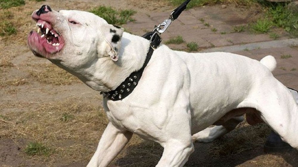 Una nena de 6 años murió atacada por un perro cruza de dogo con Rottweiler