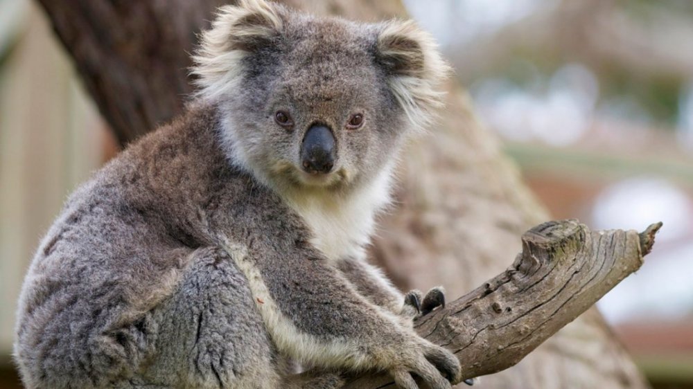 Australia: el koala fue declarado 