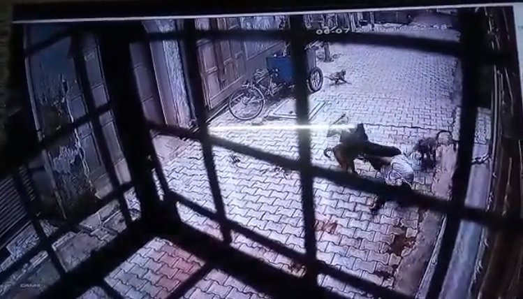 India: un hombre sufrió un brutal ataque de monos en plena calle