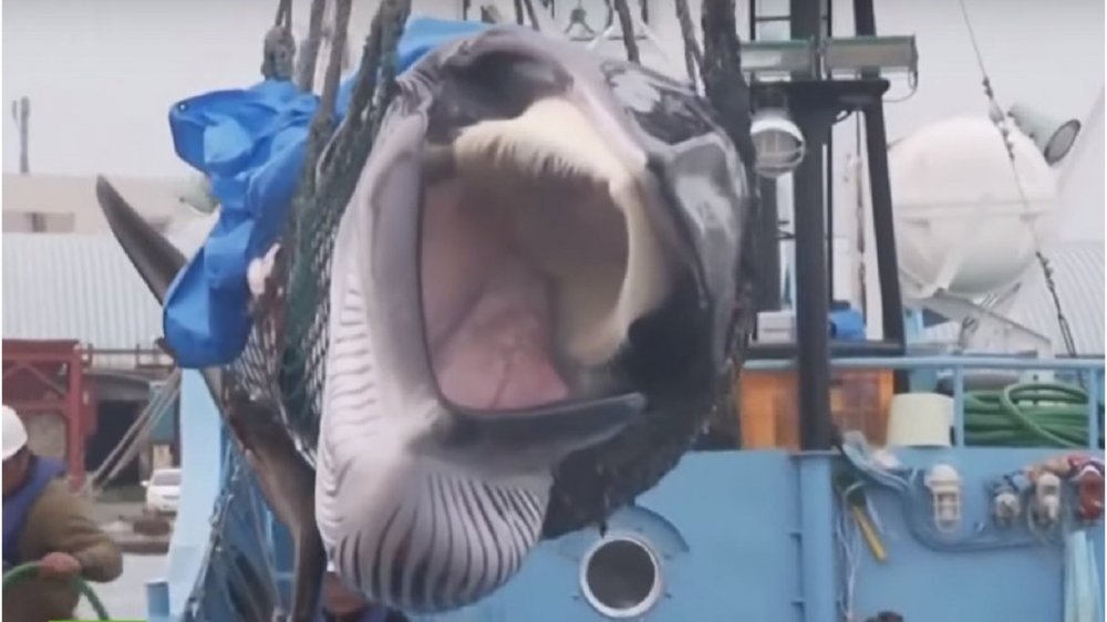 Japón vuelve a autorizar la caza de ballenas luego de 31 años