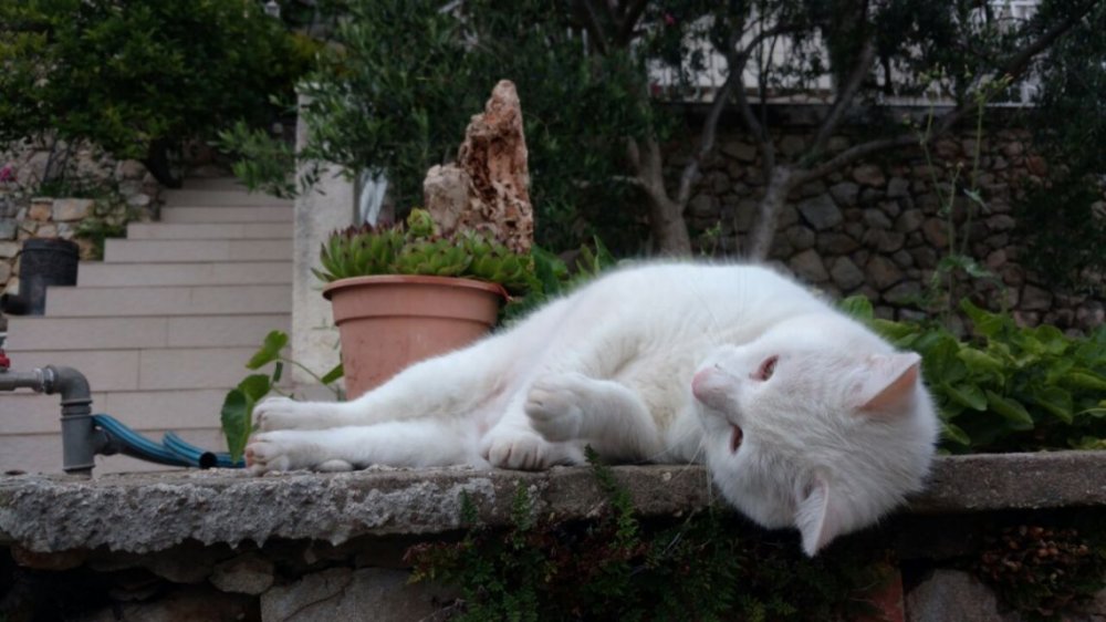 Nueva York prohibió por ley la extirpación de las uñas de los gatos