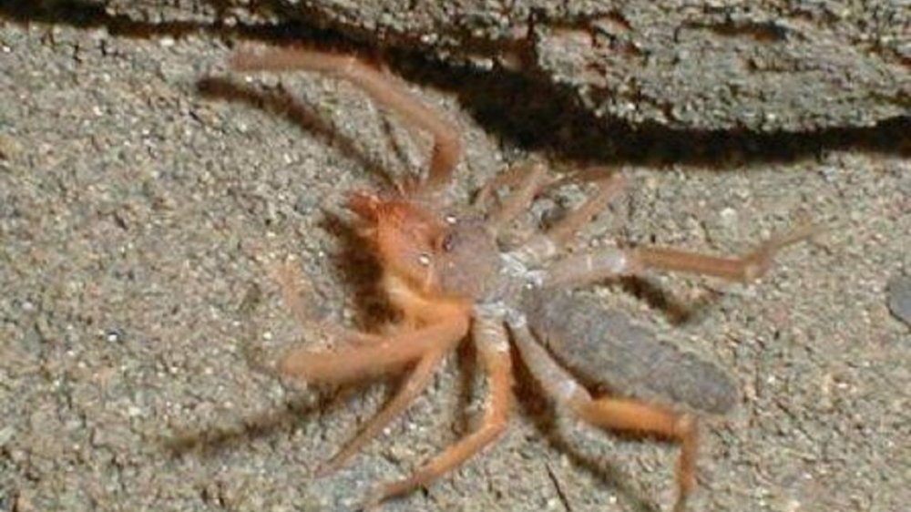 Descubrieron una nueva especie de 