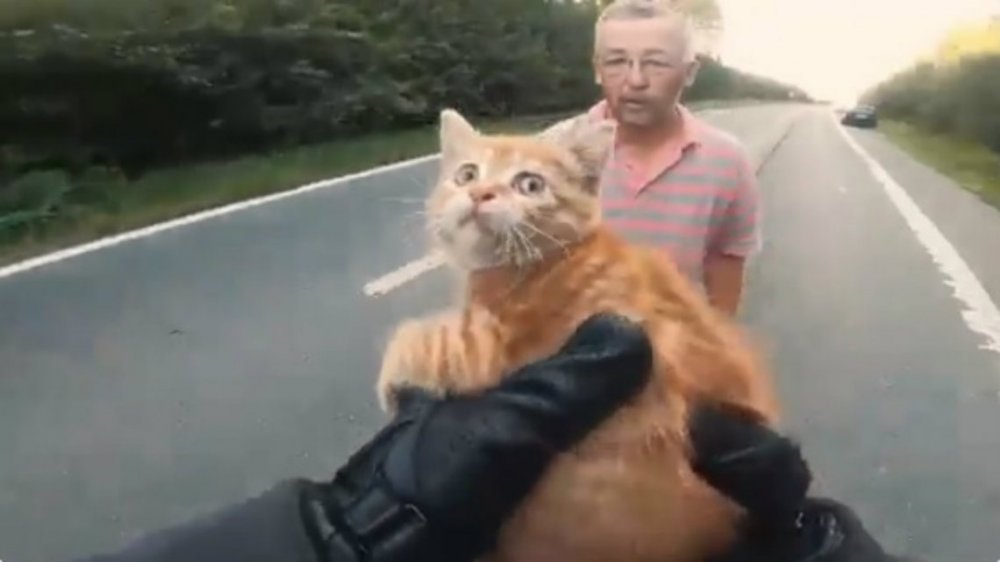 Dos hombres pararon el tránsito para rescatar a un gatito en el medio de la ruta