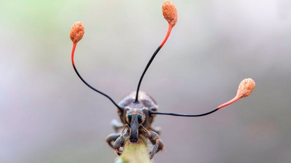 La espectacular imagen de un escarabajo siendo poseído por un 
