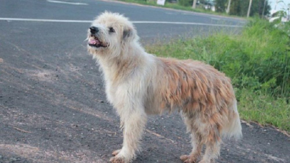 VIDEO: Un perro se reencuentra con sus dueños tras esperar cuatro años al borde de la ruta