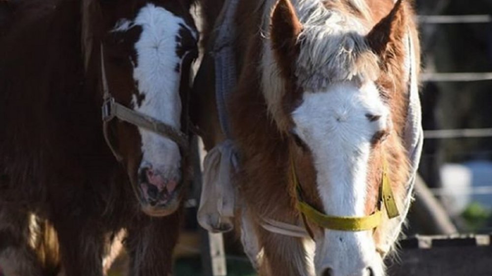 Campo del horror: piden donaciones y voluntarios para la recuperación de caballos