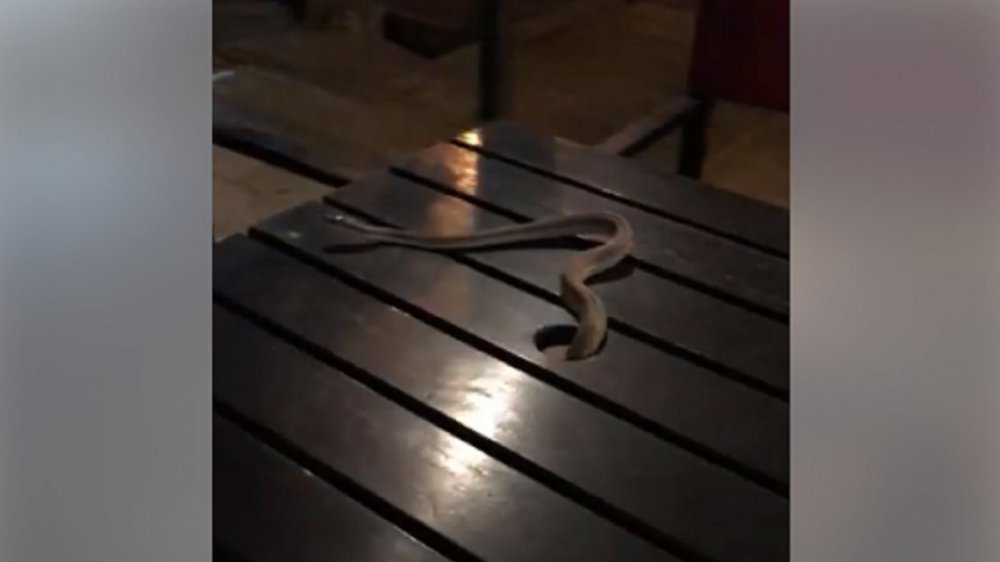 San Juan: tomaban un café y les cayó una víbora en la mesa