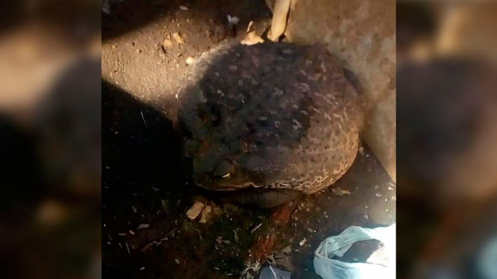 Un sapo gigante se metió en una casa de Granadero Baigorria y conmocionó a todos