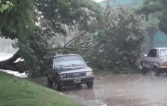 Chacabuco: cayó una gran planta sobre la calle
