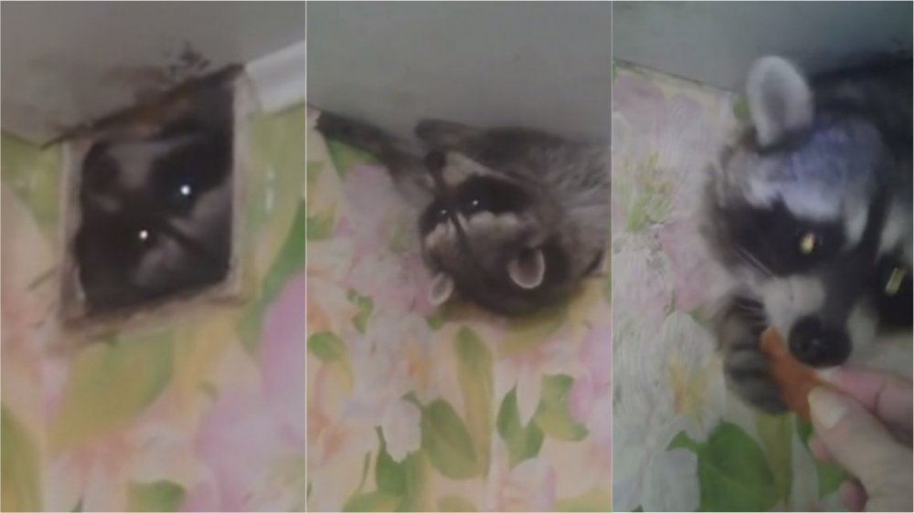 VIDEO: Un mapache gordito quedó atrapado en el conducto de ventilación de un departamento