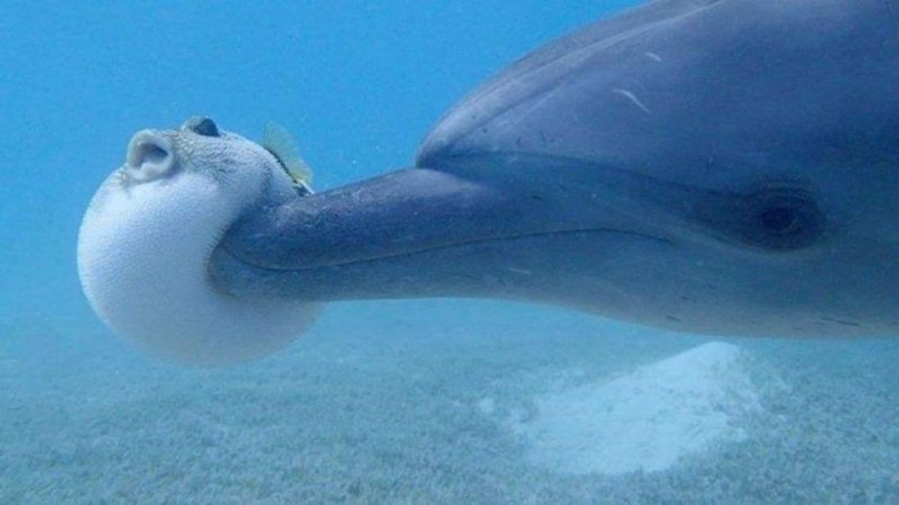 VIDEO: Un grupo de delfines fue grabado cuando se 