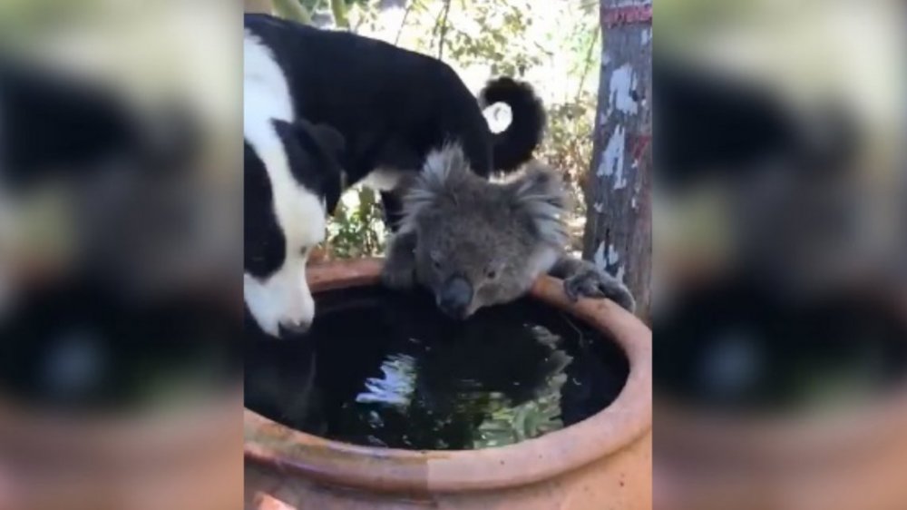 Conmovedor video en medio de los incendios en Australia: un perro y un koala comparten el agua