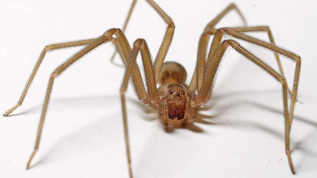 Un hombre fue picado por una araña venenosa