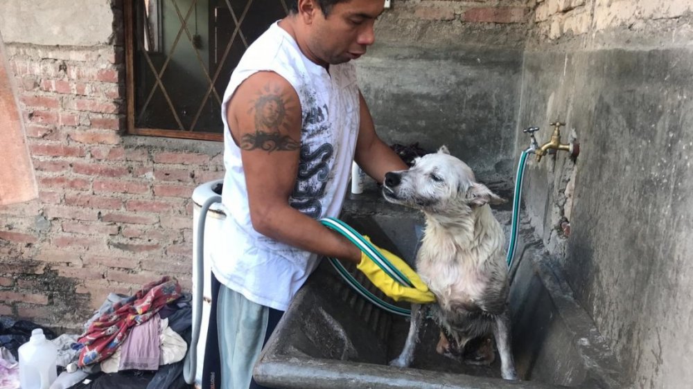 La conmovedora historia del joven desocupado que rescata perros discapacitados