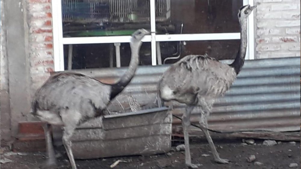 Vendía ñandúes, tortugas y erizos por internet: lo detuvieron por maltrato animal
