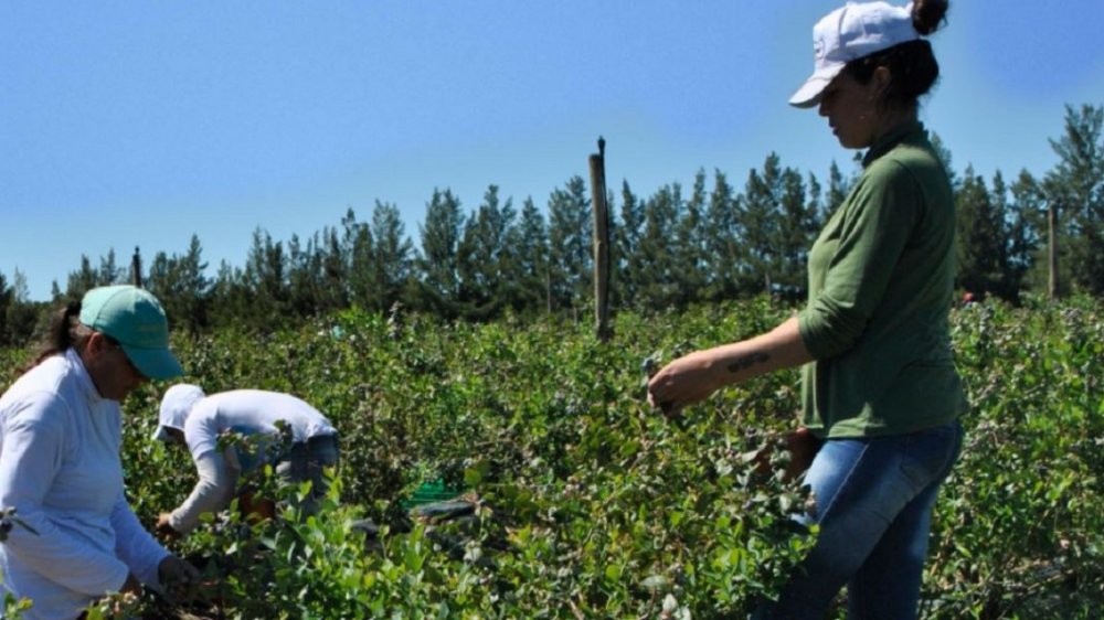 Según datos oficiales apenas el 17% de los trabajadores rurales está debidamente registrado