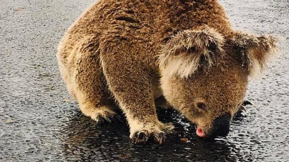 Australia: la historia detrás del koala sediento que tomaba agua del asfalto tras la lluvia
