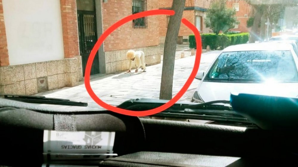 España: salió disfrazado de perro para violar la cuarentena