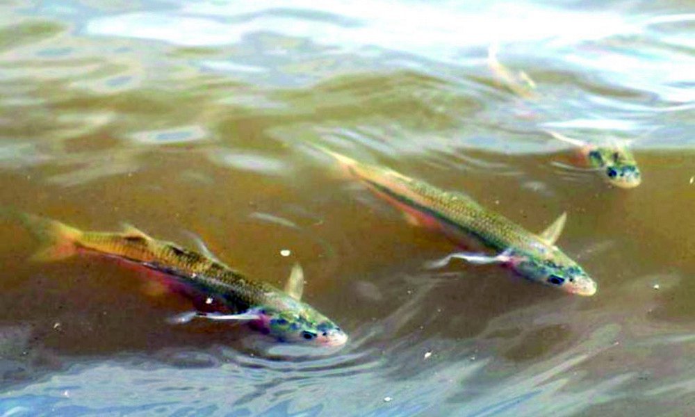 Con limitaciones, proponen retornar a la pesca deportiva en áreas locales