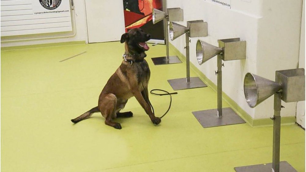 La UBA entrenará perros para detectar coronavirus