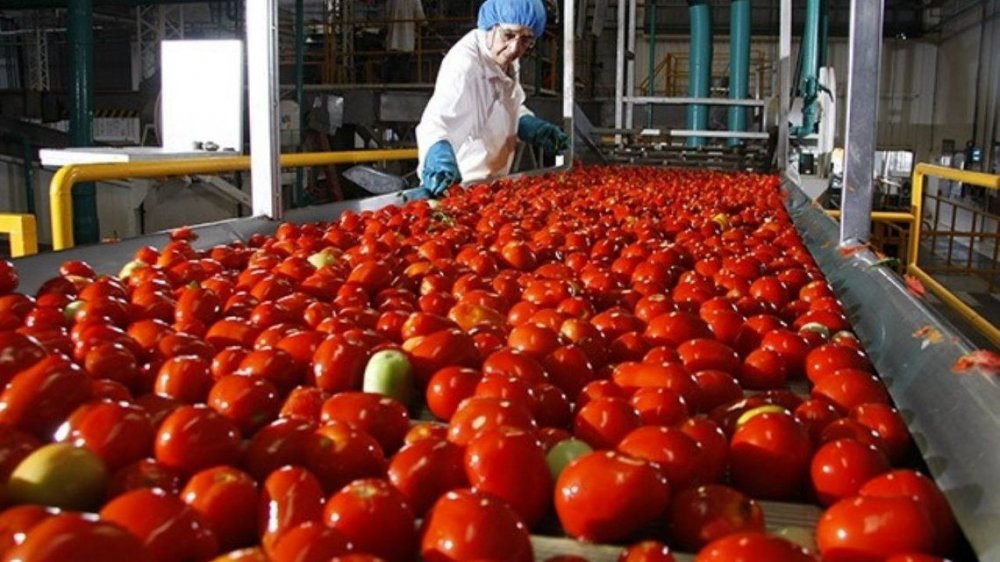 Presunta rata en puré de tomate: la empresa dice que 