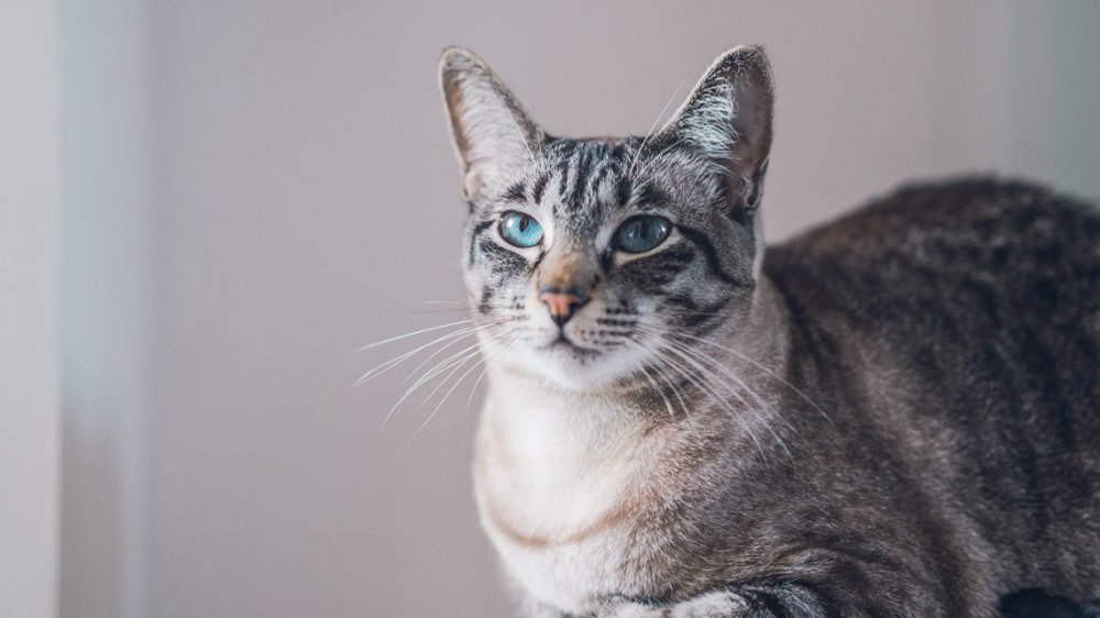 Viral: un gato con doble vida volvió con una nota amenazante