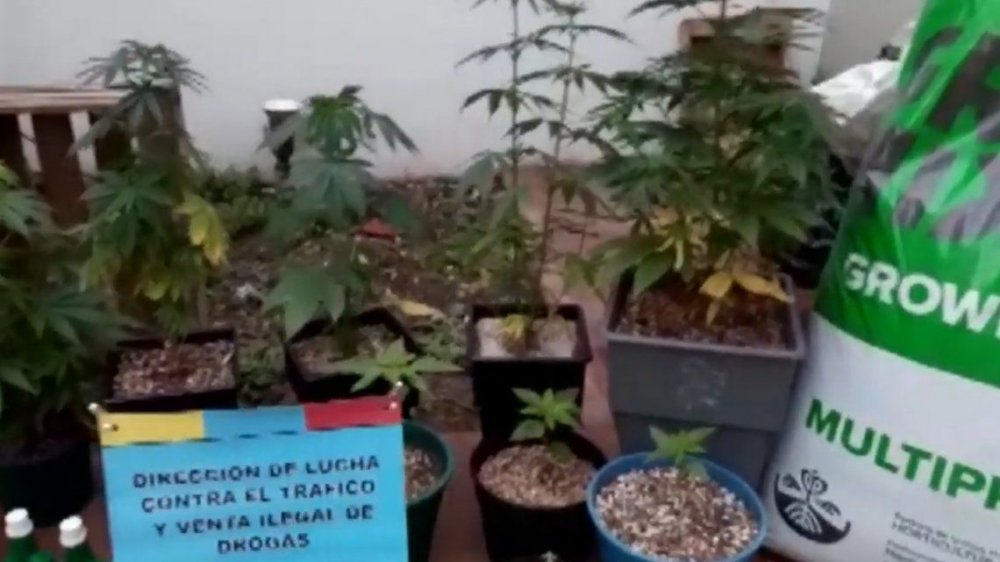 Montan un invernadero de marihuana en Flores para vender durante la cuarentena con 