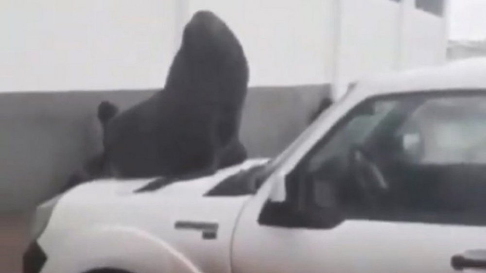 Mar del Plata: un lobo marino apareció arriba de una camioneta
