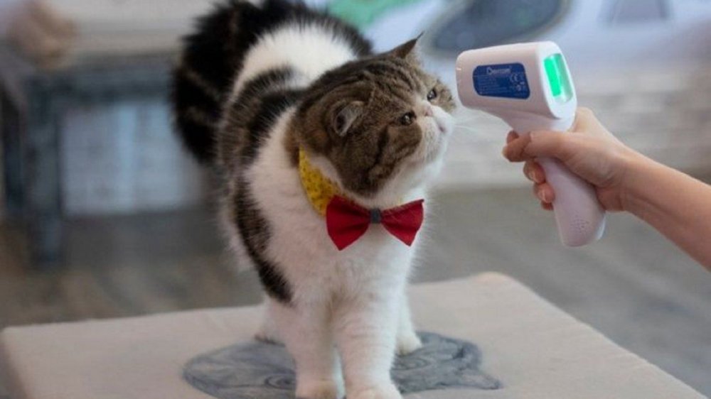 Un gato dio positivo y es el primer animal en Reino Unido contagiado de coronavirus