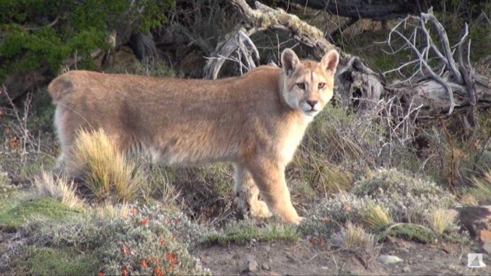 Preocupante: la Tierra perdió más del 70% de la fauna silvestre desde 1970