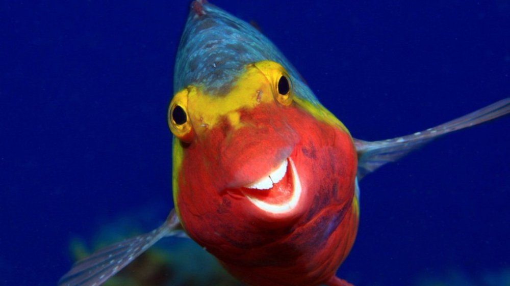 CWPA 2020: las fotos de animales más sorprendentes y divertidas que vas a ver este año