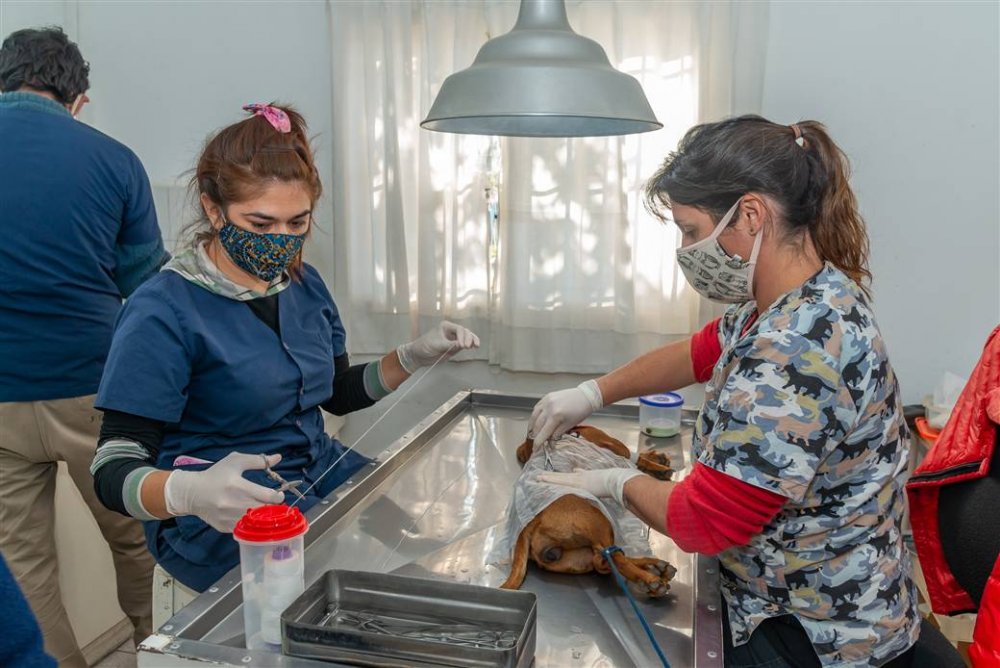 El Centro de Zoonosis castró más de 1500 animales durante la cuarentena