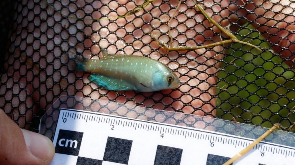 Sorprendente hallazgo en Longchamps: peces que resisten a las sequías