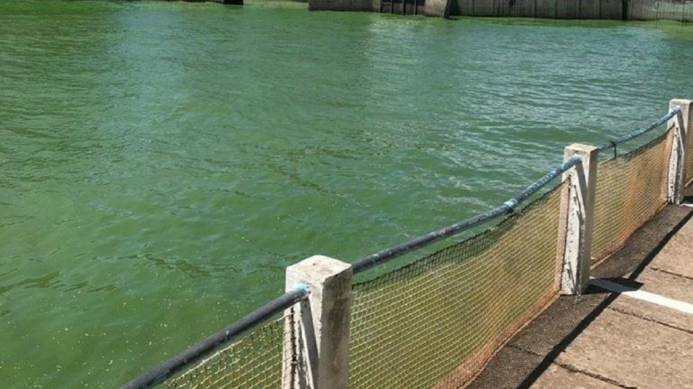 Problemas de abastecimiento de agua por algas en la zona de La Plata