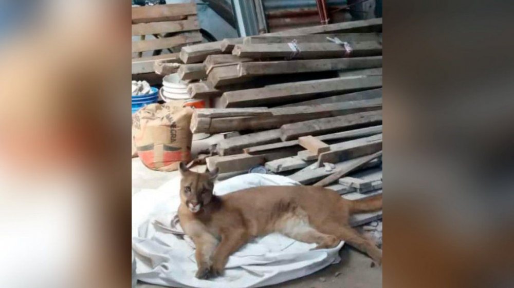 La Plata: rescataron a la cría de puma que había sido robada