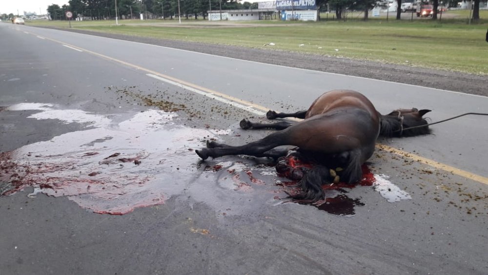 Impactante choque de un auto con un caballo