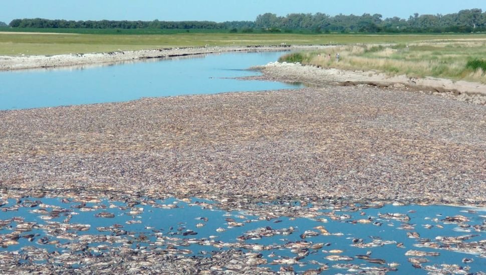 Alerta por la gran mortandad de peces  en las aguas de la laguna El Carpincho