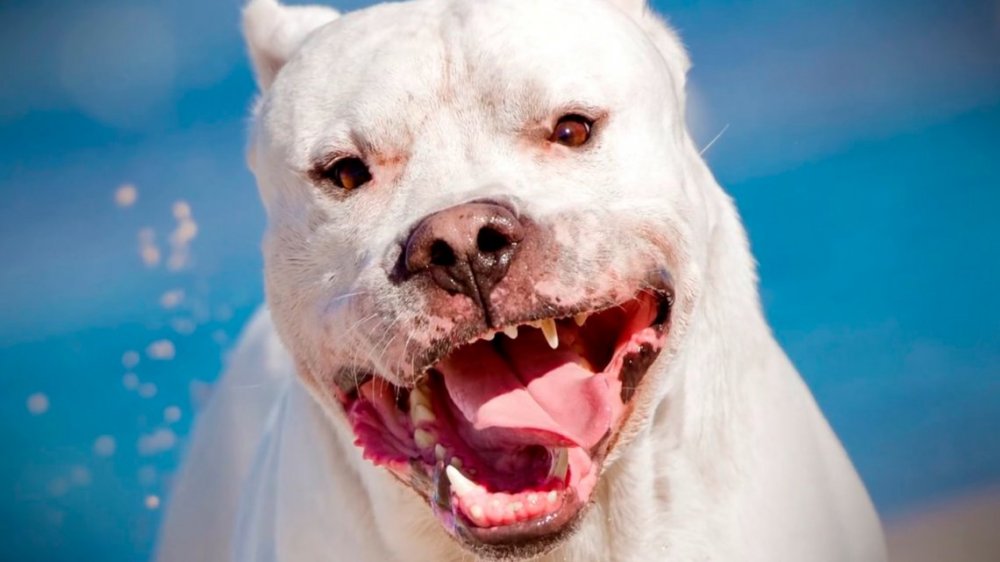 Un dogo mató a una bebé de un año