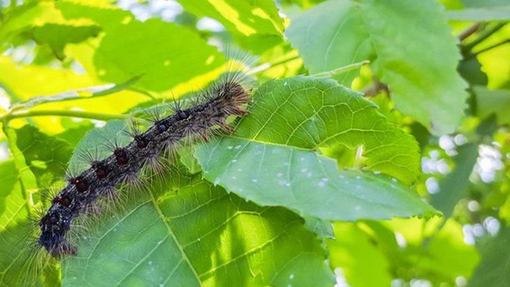 Una plaga de orugas de polillas y una lluvia de estiércol invadió Nueva York
