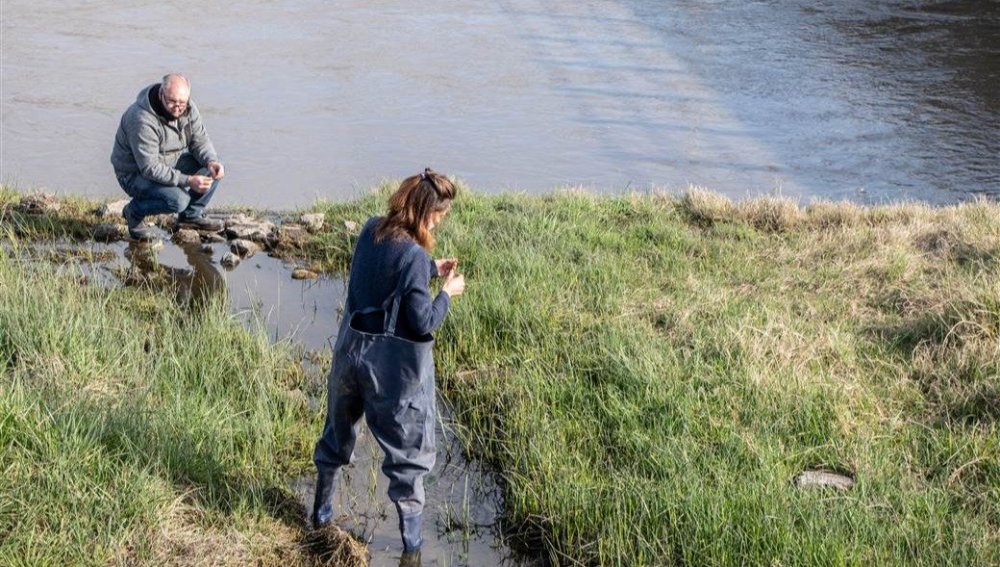 Realizan un muestreo para controlar el barigüí