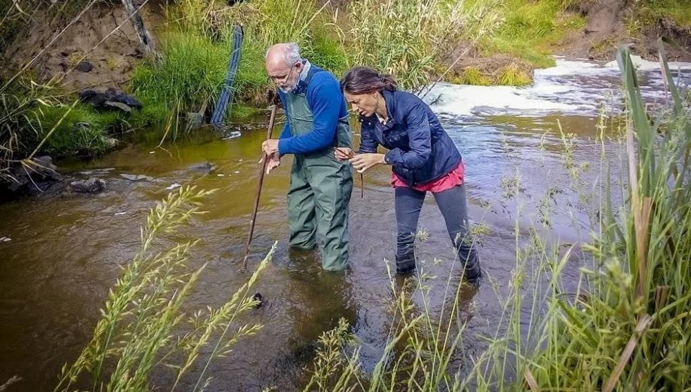 Vecinos molestos por un insecto similar al barigüí