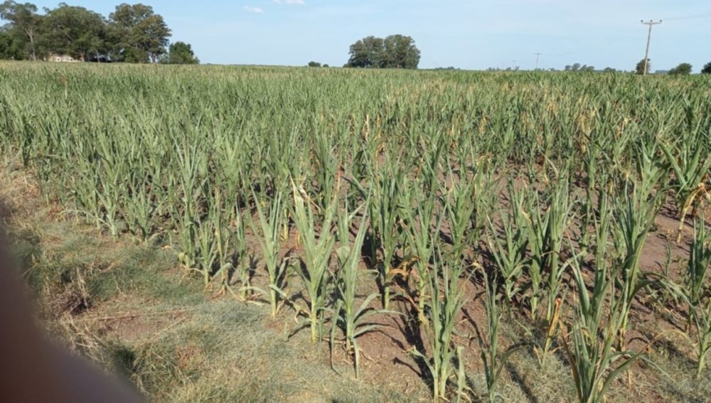 Sequía: El maíz será el cultivo más afectado en Junín y la región en el cuadro de situación complejo del sector agropecuario