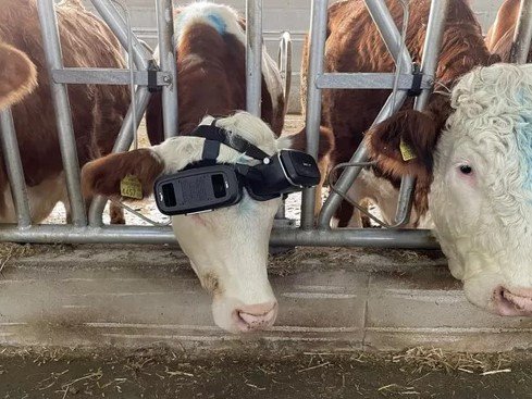 Turquía: le ponen gafas de realidad virtual a vacas para que den más leche