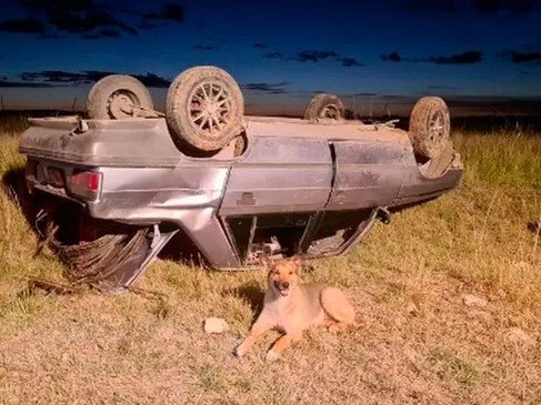 Volcó y su perro se quedó con él hasta que lo rescataron