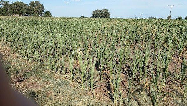 Pablo Petraglia: “Solicitamos que se declare la emergencia agropecuaria a nivel local y se exima del pago de Red Vial a los productores”